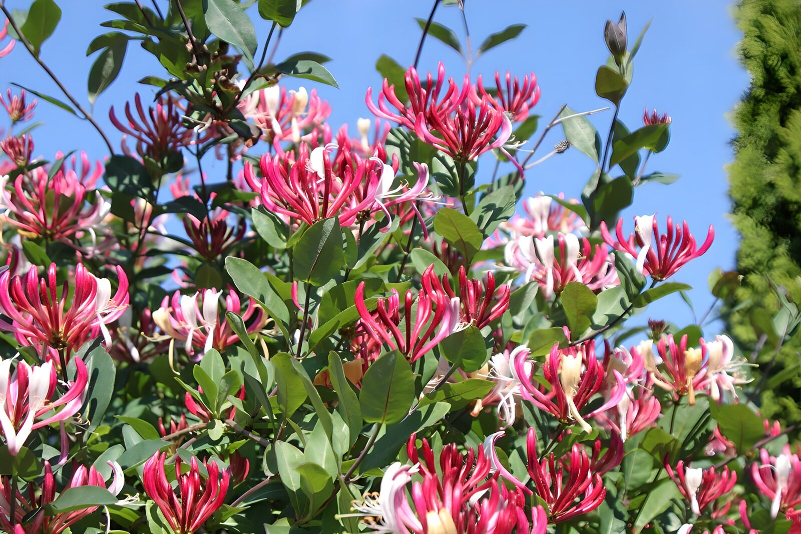 OCCOM1578265: Vibrant Honeysuckle Blooms in Spring