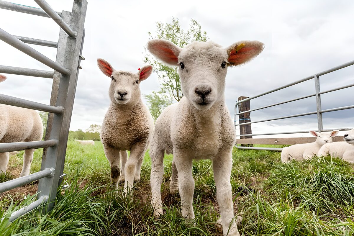 Playful Lambs in the Pasture