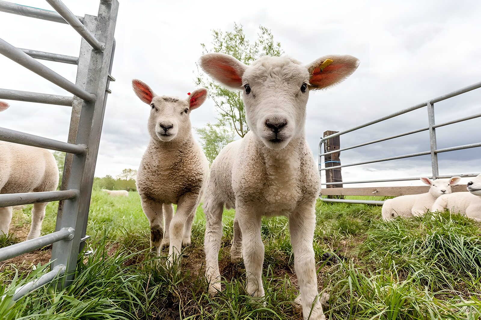 OCCOM3968779: Playful Lambs in the Pasture