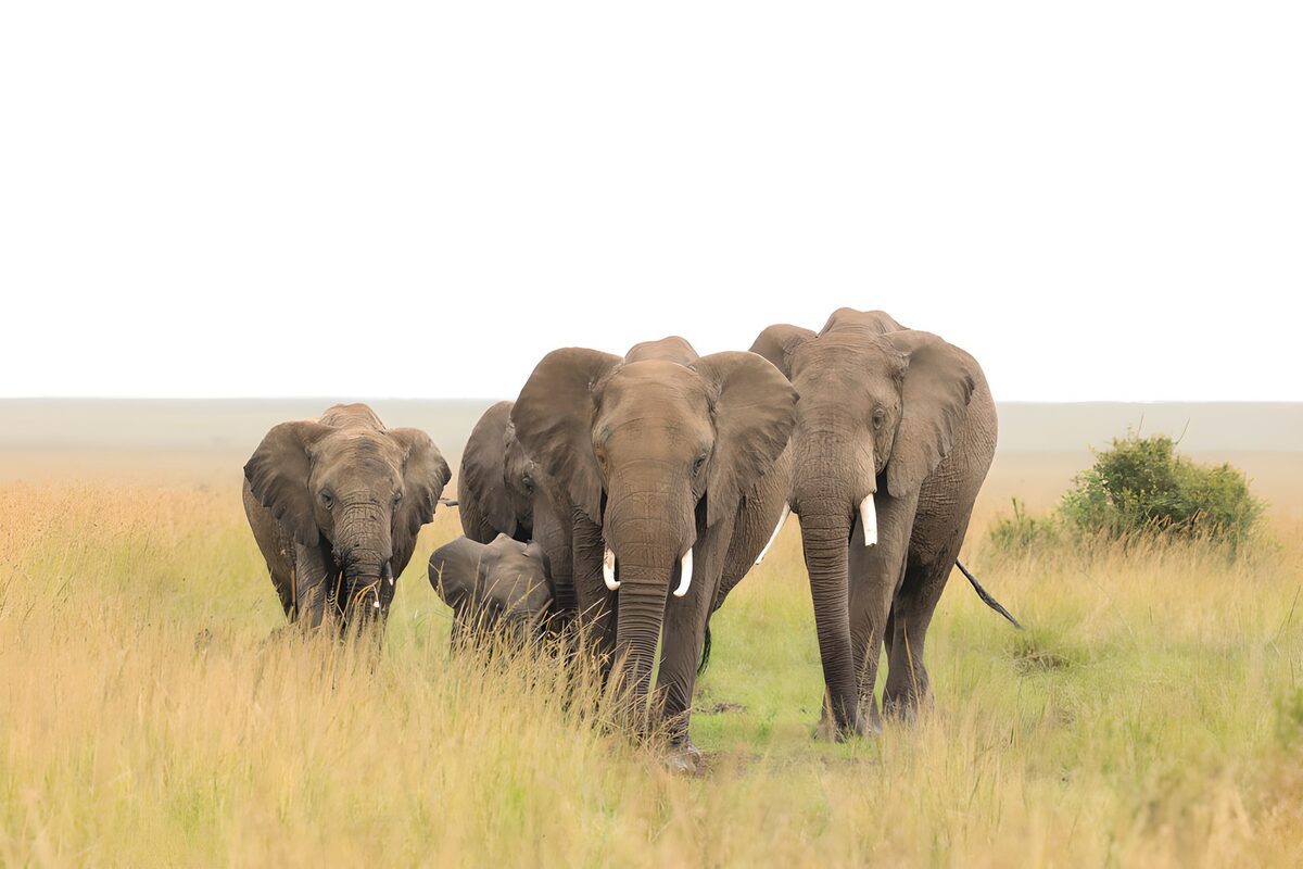 Majestic Elephants on the Serengeti