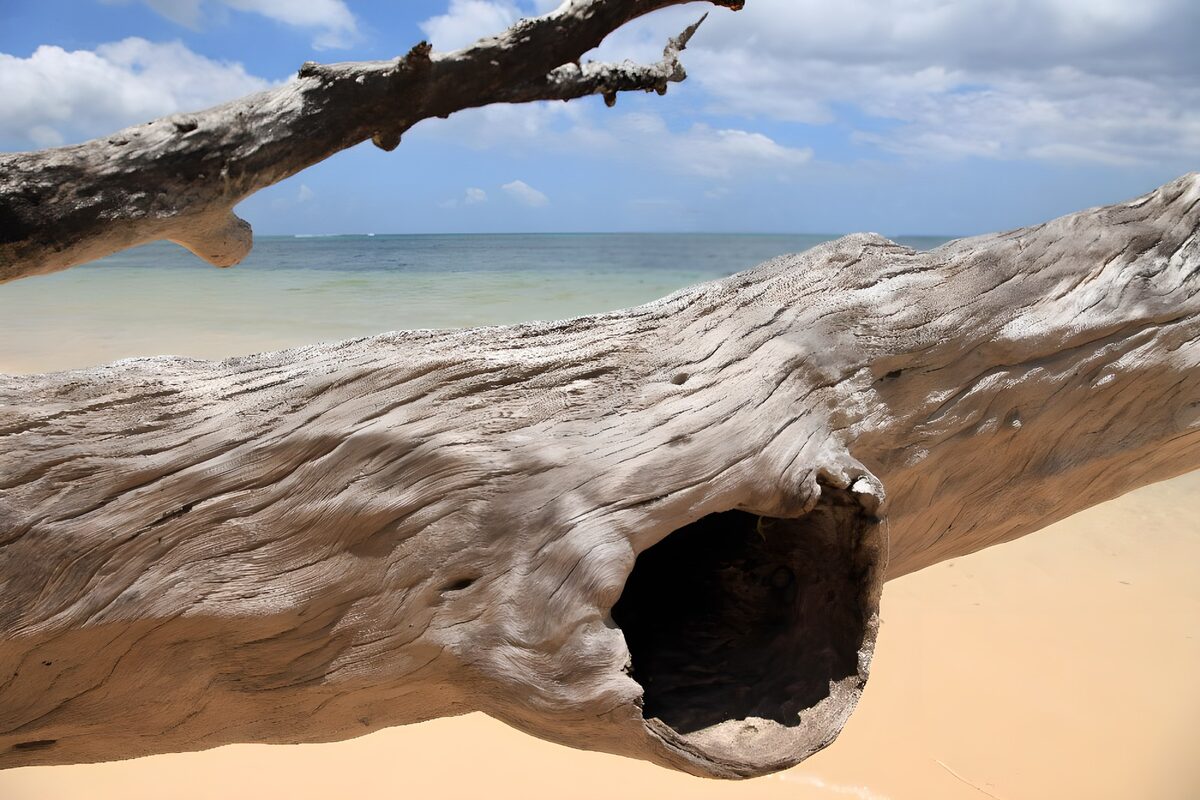 OCCOM6722758: Weathered Driftwood by the Shore