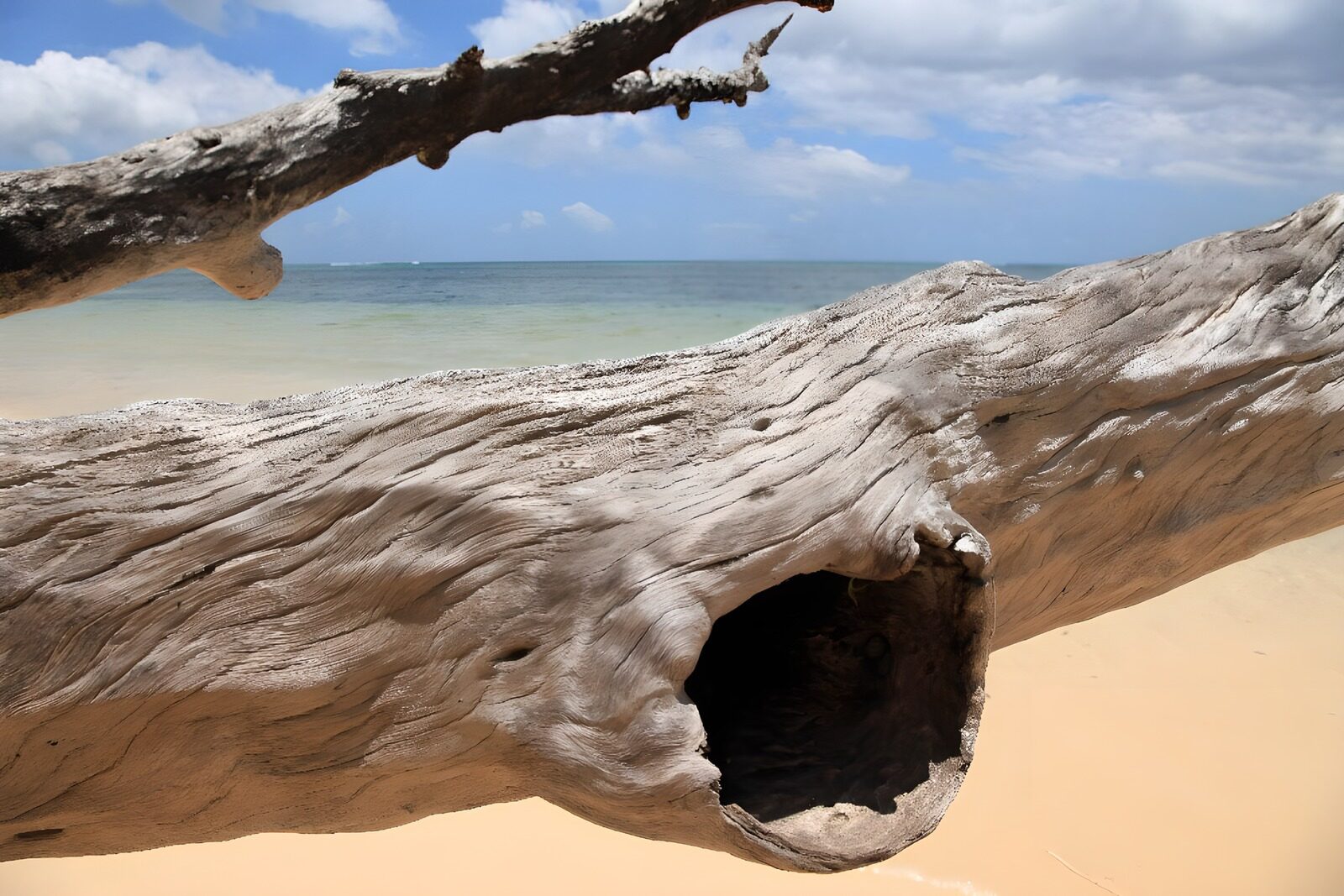 OCCOM6722758: Weathered Driftwood by the Shore