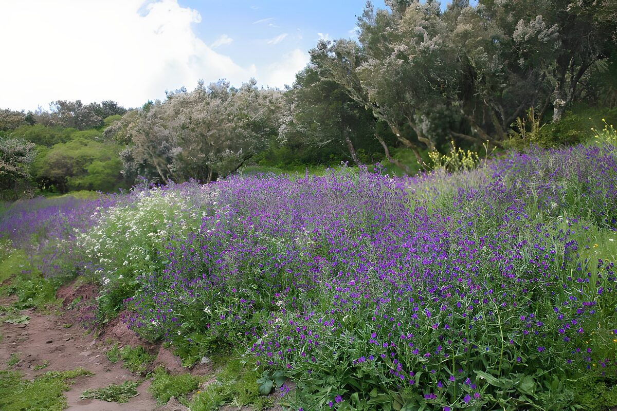 Vibrant Spring Meadow in Bloom