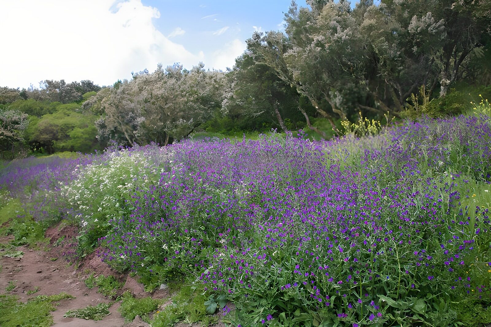 OCCOM7980948: Vibrant Spring Meadow in Bloom
