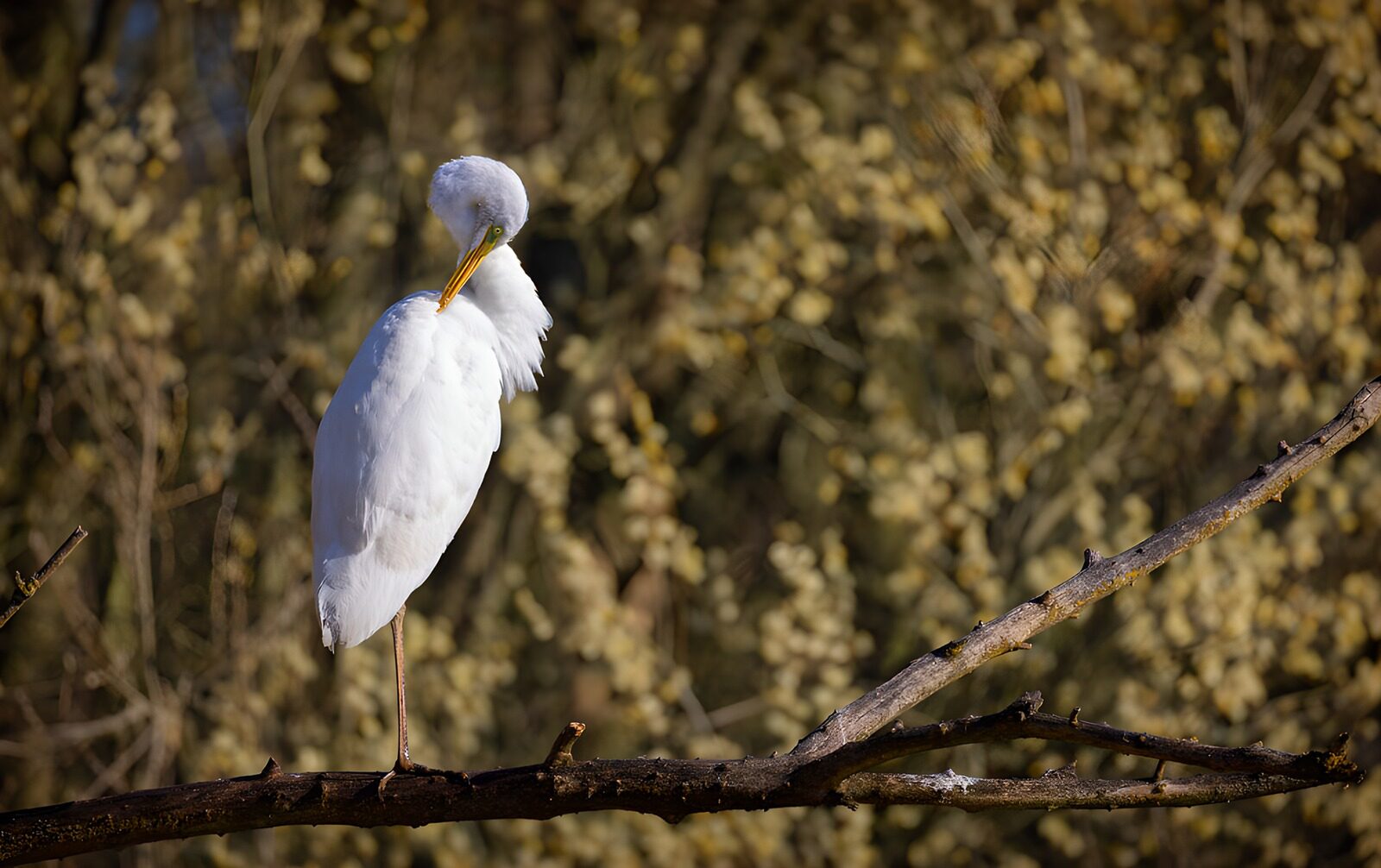 OCCOM4908863: Elegant Egret Resting on a Branch