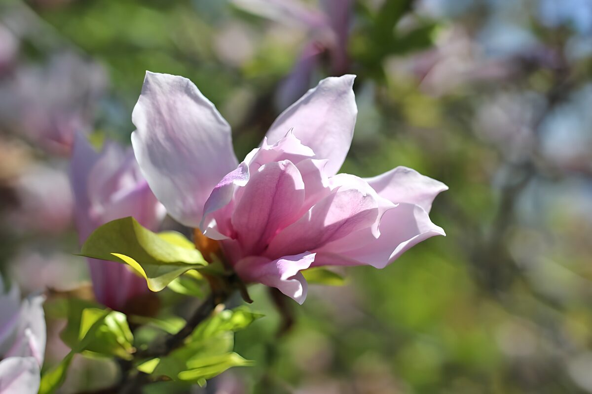 Elegant Pink Magnolia Blossom