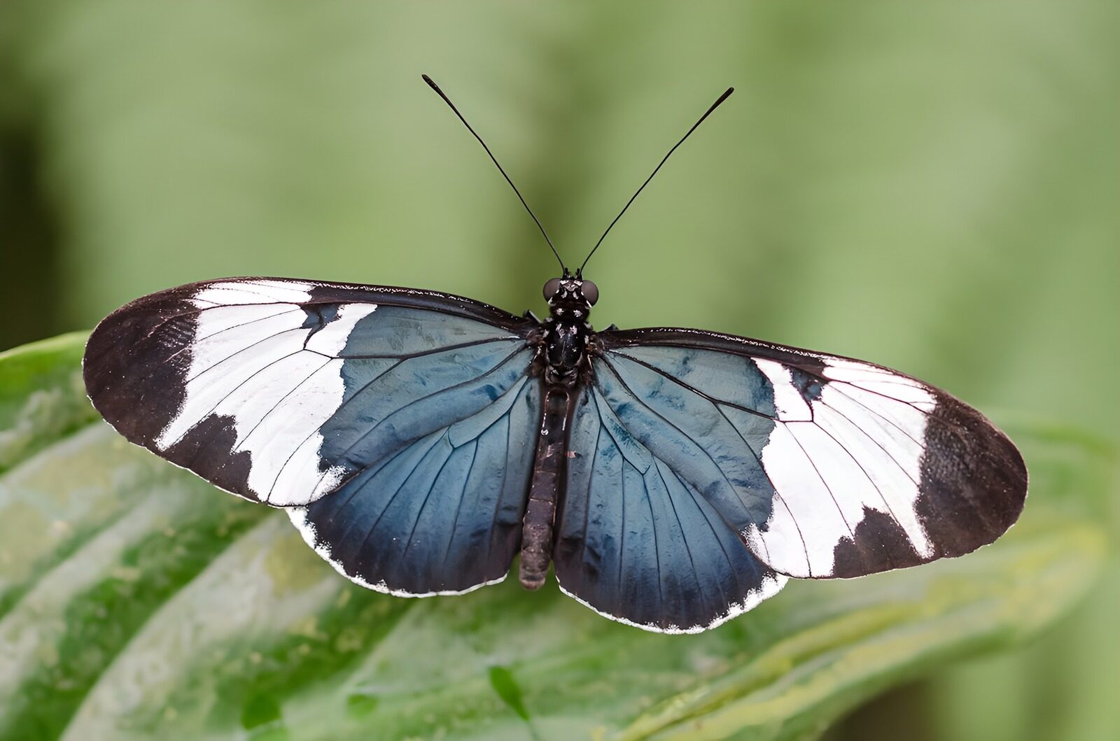 OCCOM7201816: Elegant Blue and White Butterfly