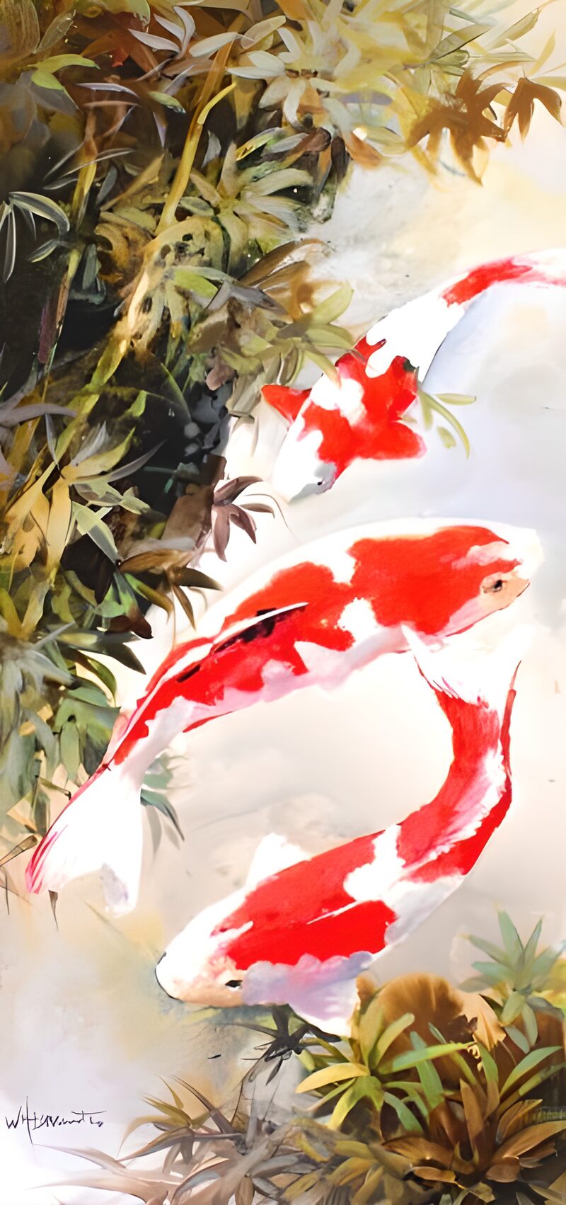 OCCOM8657133: Graceful Koi in Tranquil Waters