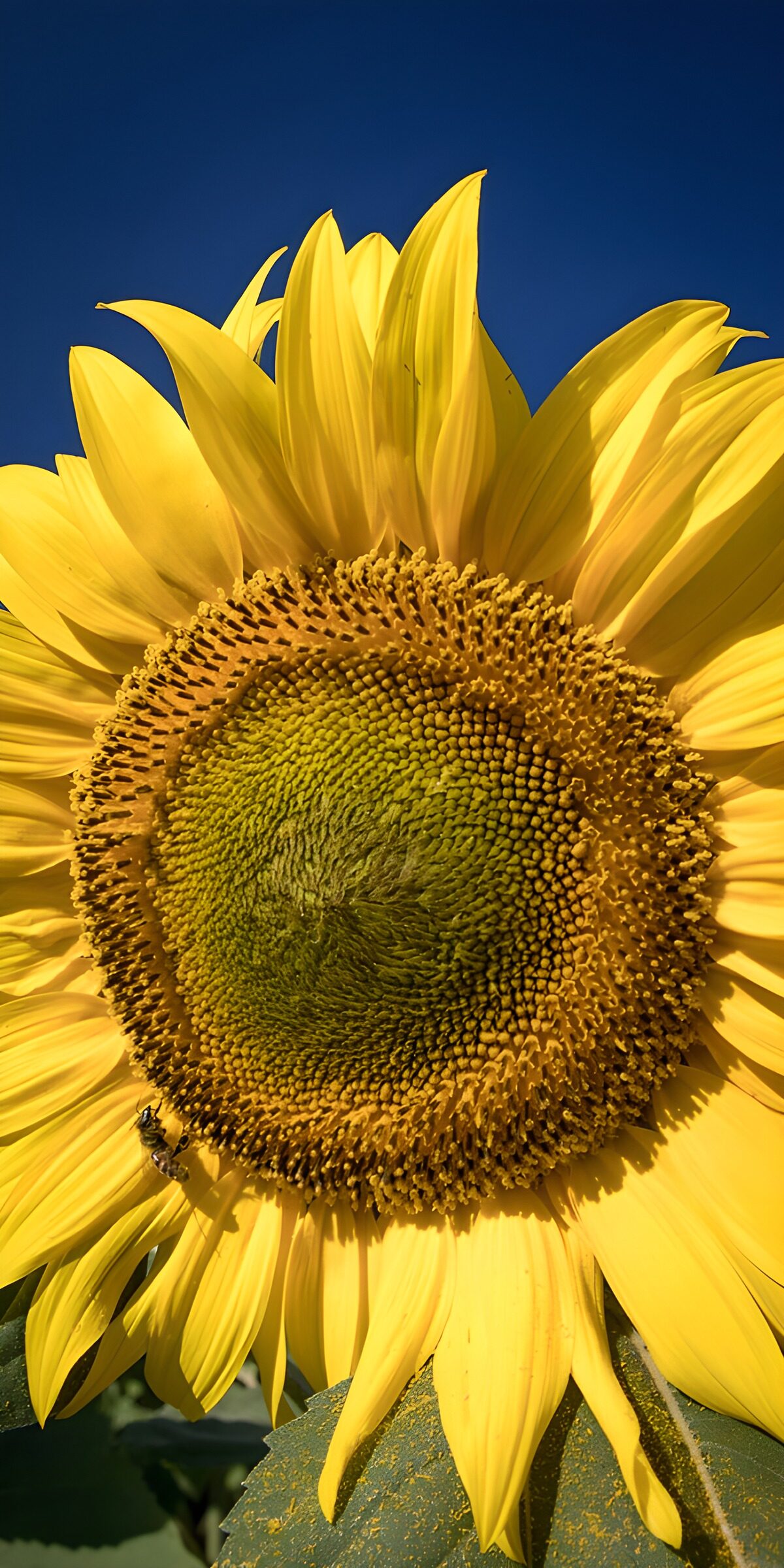 OCCOM3435160: Vibrant Sunflower Under Clear Blue Sky