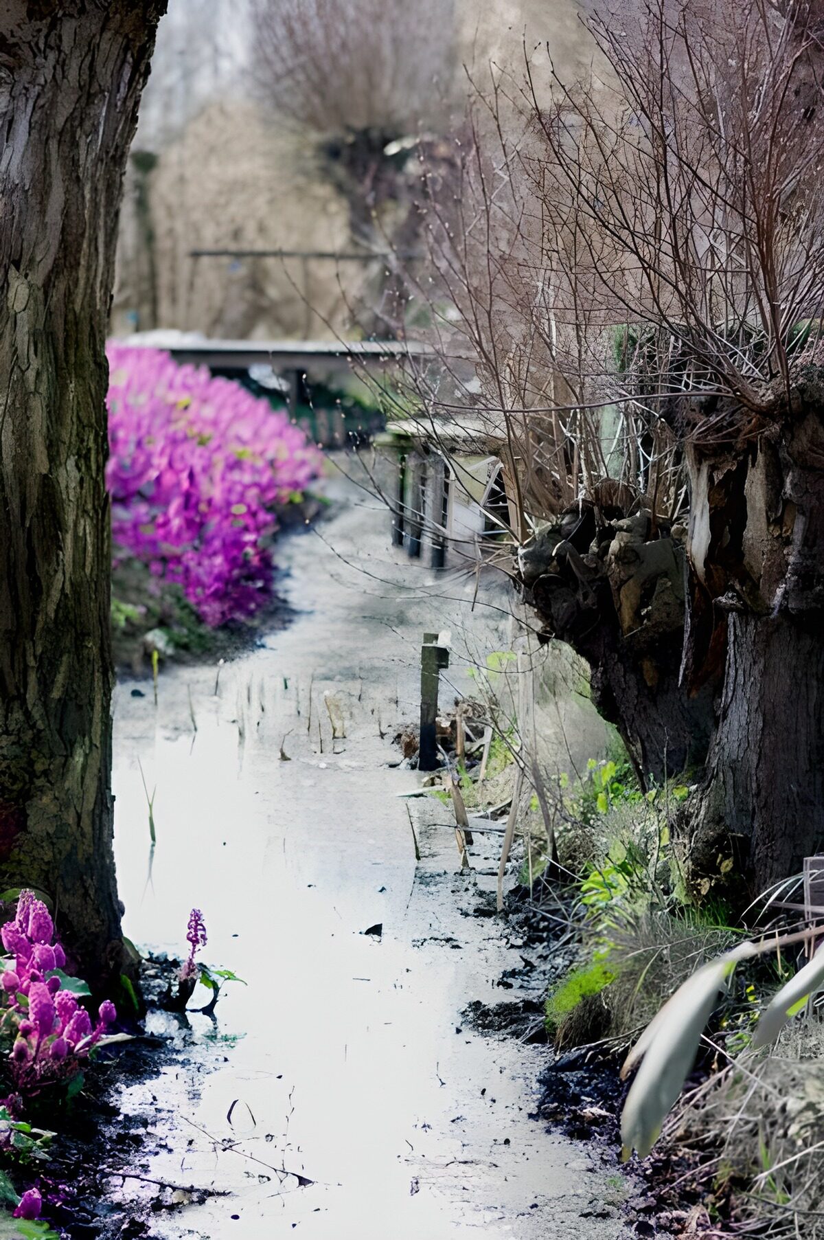 Serene Waterside Pathway