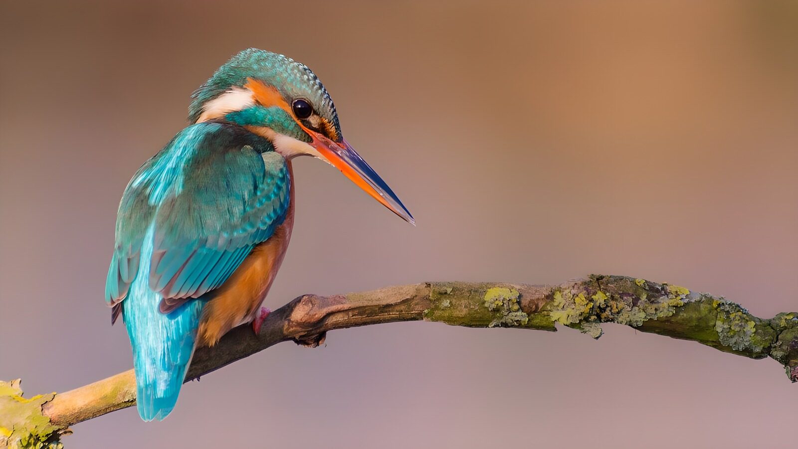 OCCOM8505711: Vibrant Kingfisher on a Branch