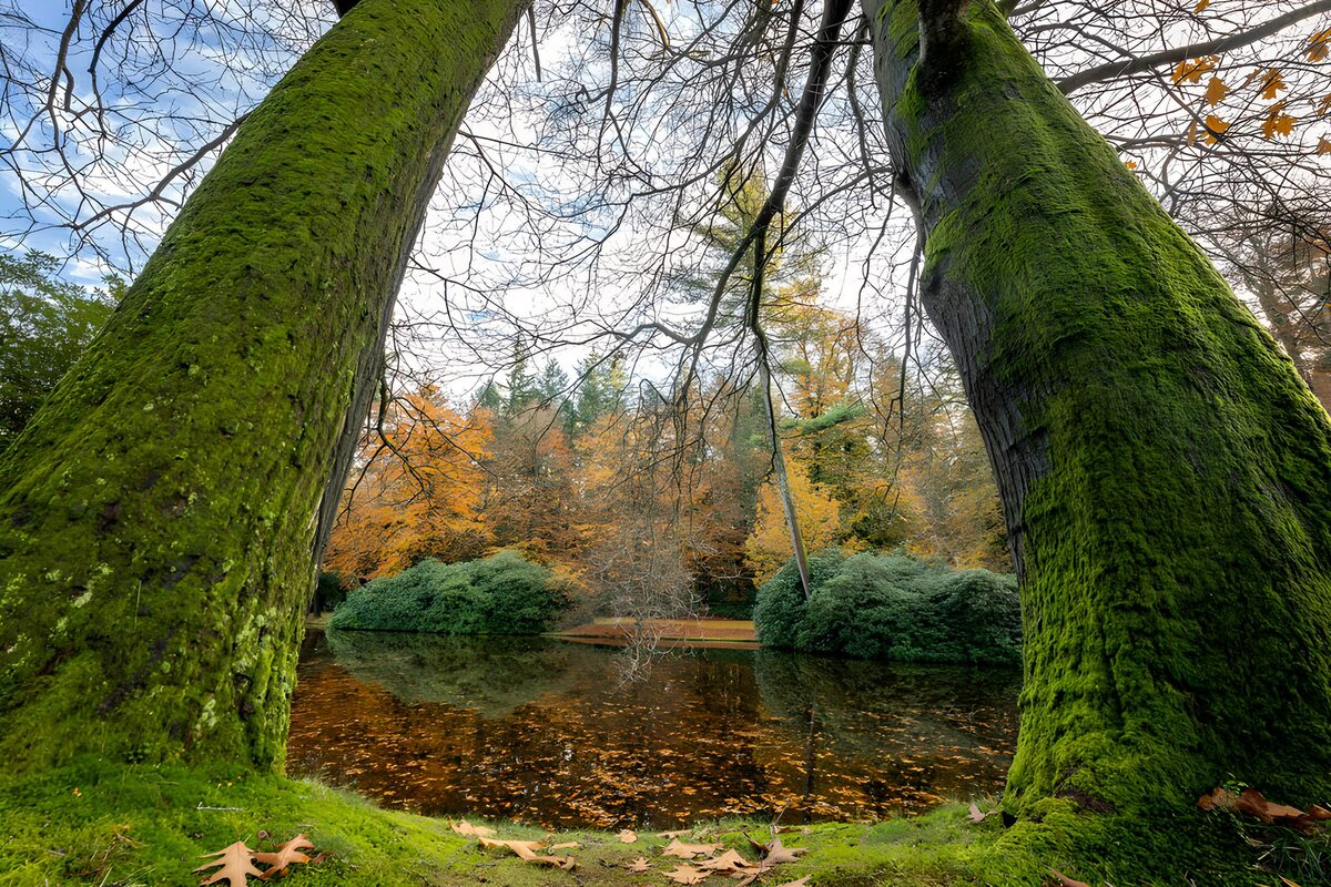 OCCOM1230960: Tranquil Autumn Reflections