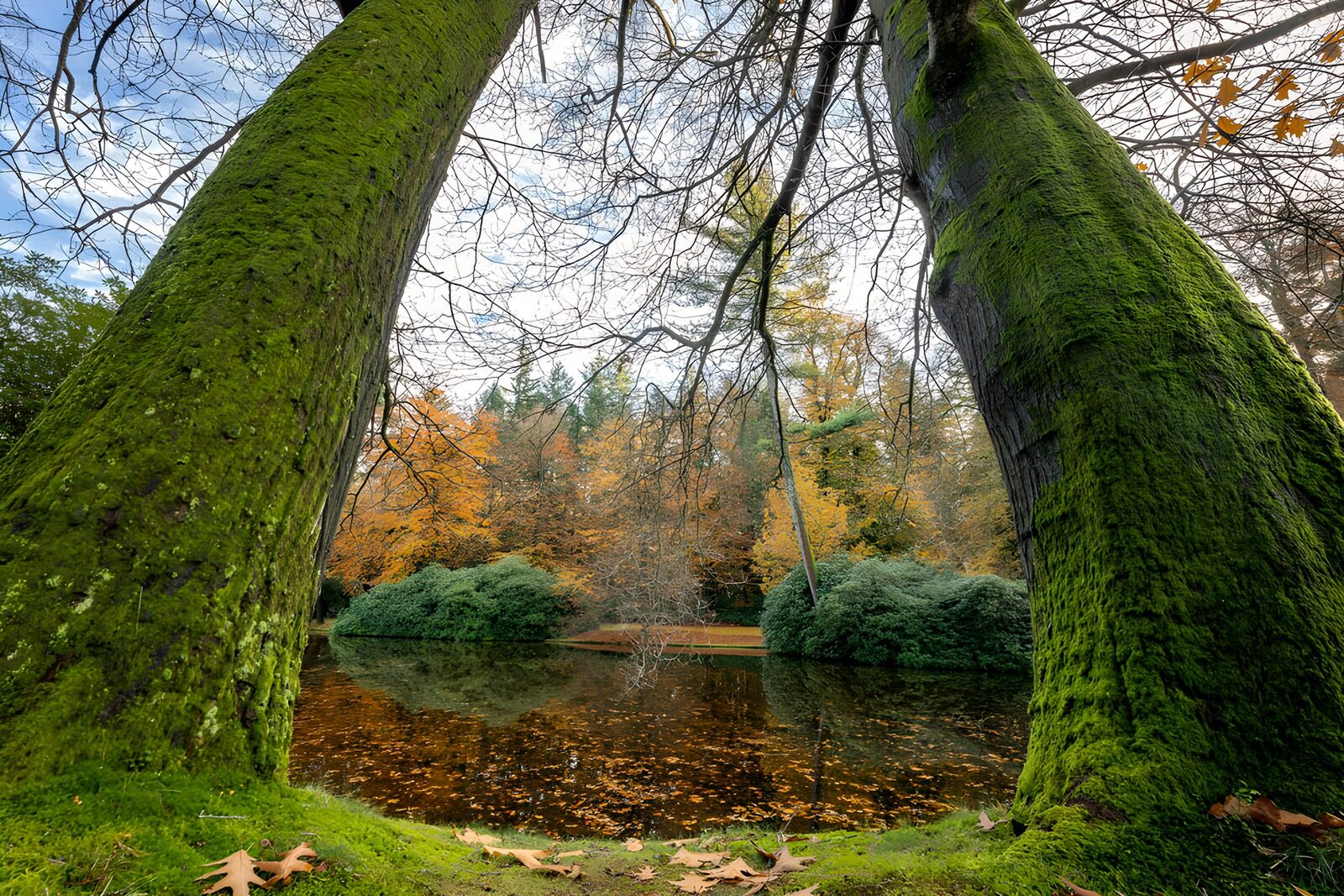 OCCOM1230960: Tranquil Autumn Reflections