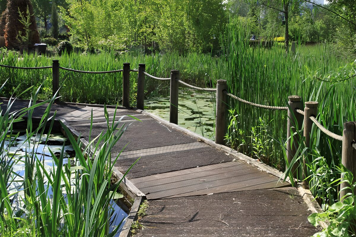 Serene Pathway Through Lush Greenery