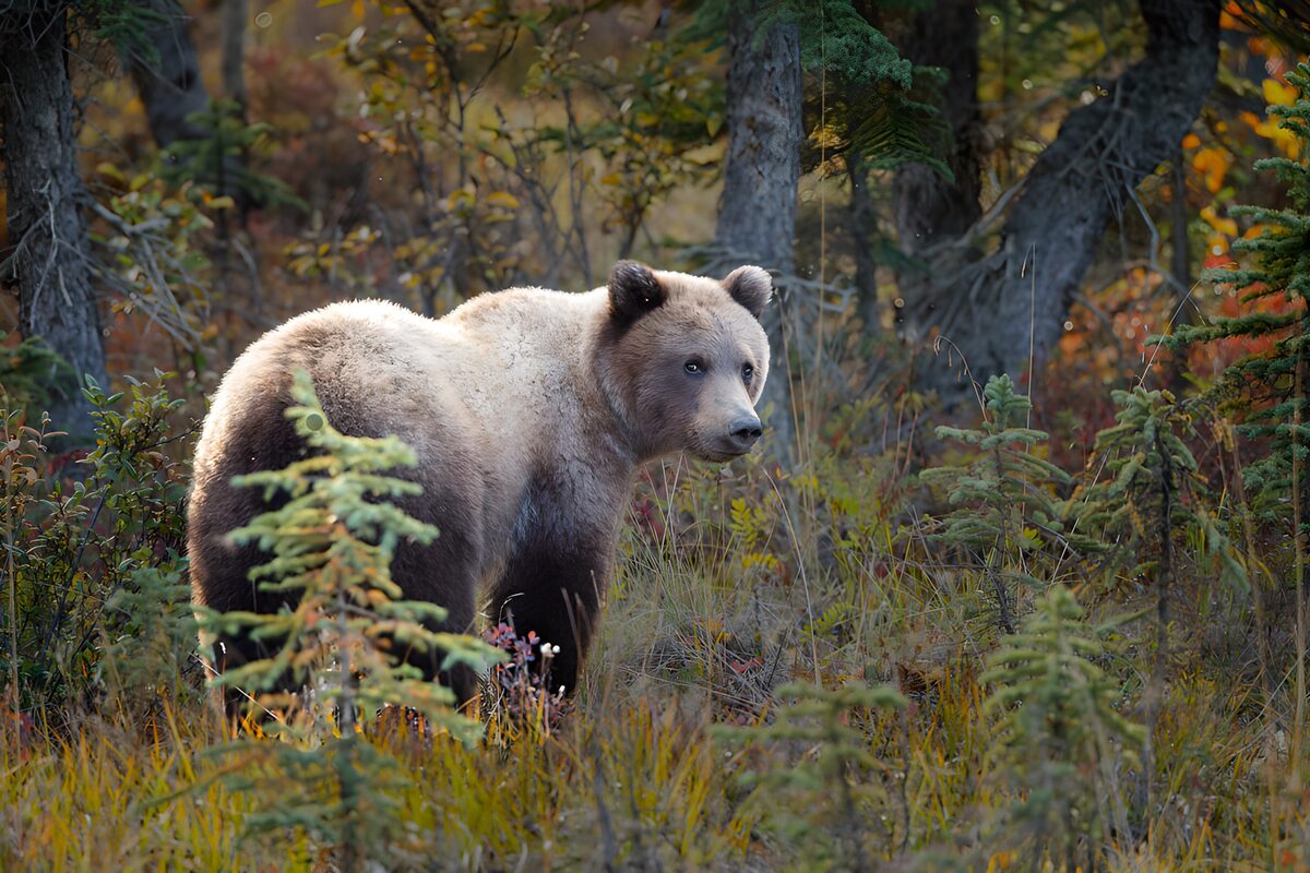 Majestic Brown Bear in Autumn Forest