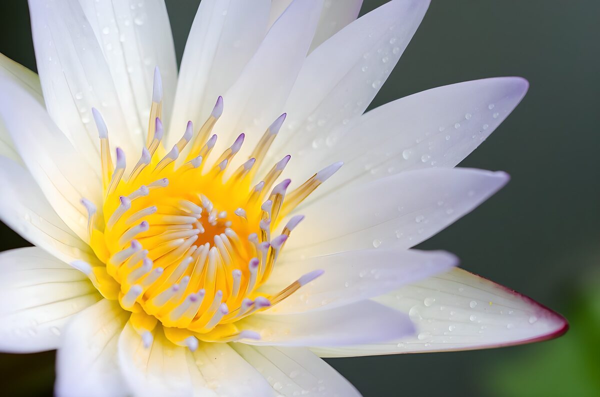 Serene White Water Lily Bloom