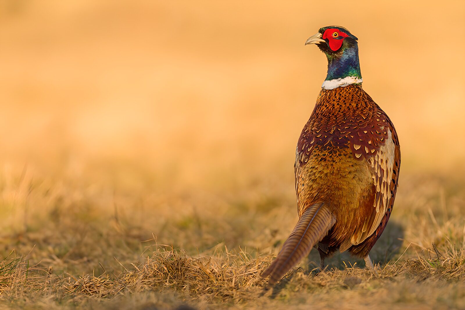 OCCOM5211368: Majestic Pheasant in Golden Light