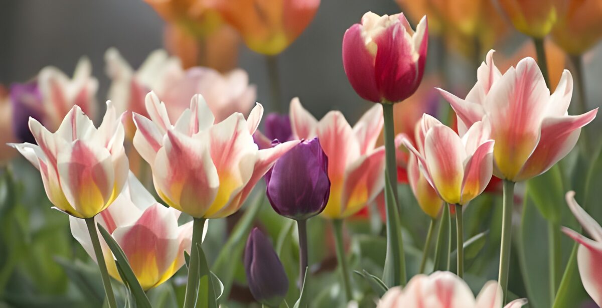 Vibrant Tulip Garden in Bloom