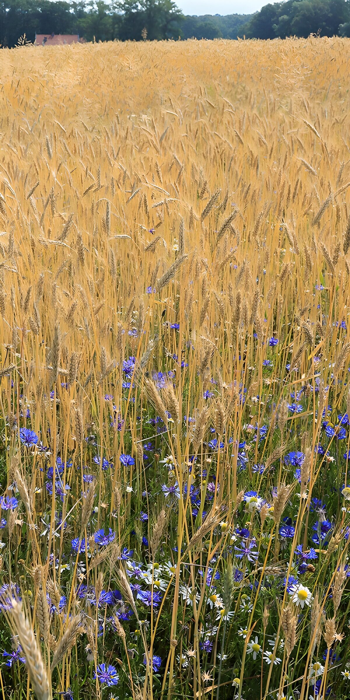 OCCOM3375420: Golden Wheat Field with Wildflowers