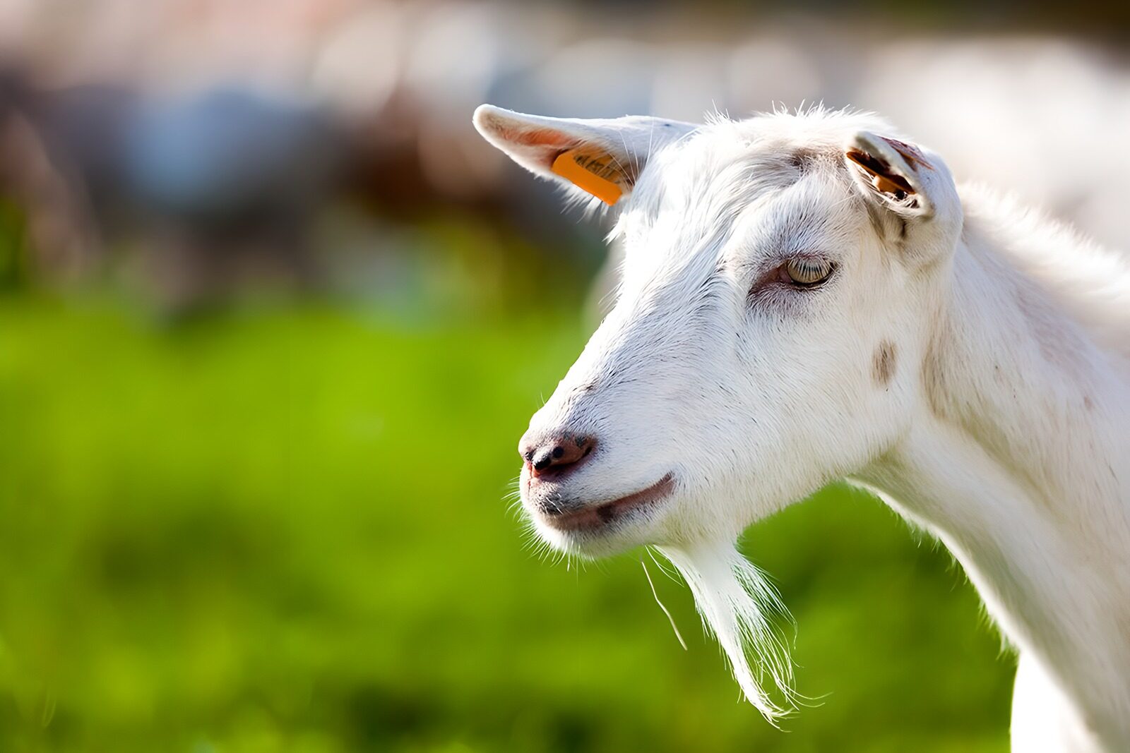 OCCOM7713363: Charming White Goat in Nature