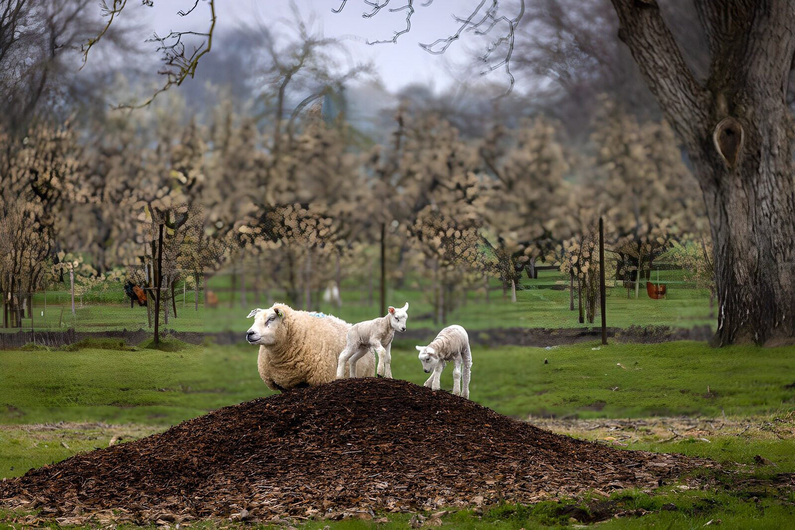 OCCOM2546424: Sheep and Lambs on a Woodchip Hill