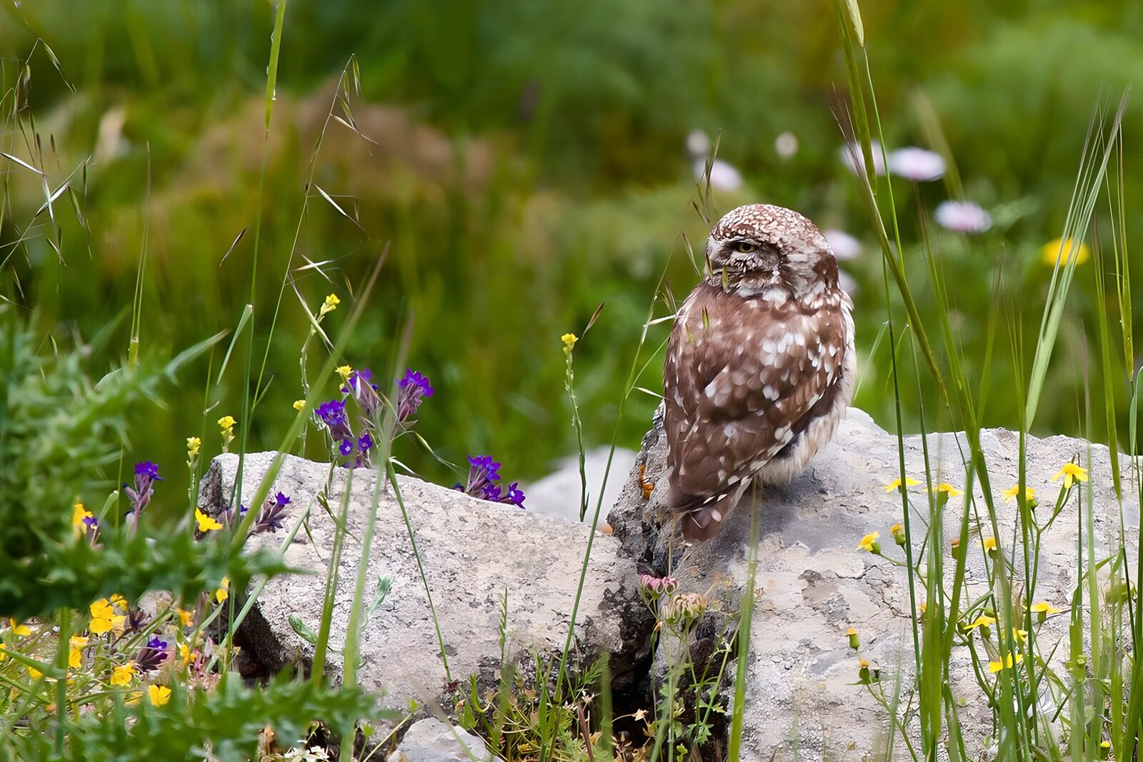 OCCOM4664209: Charming Little Owl Among Wildflowers