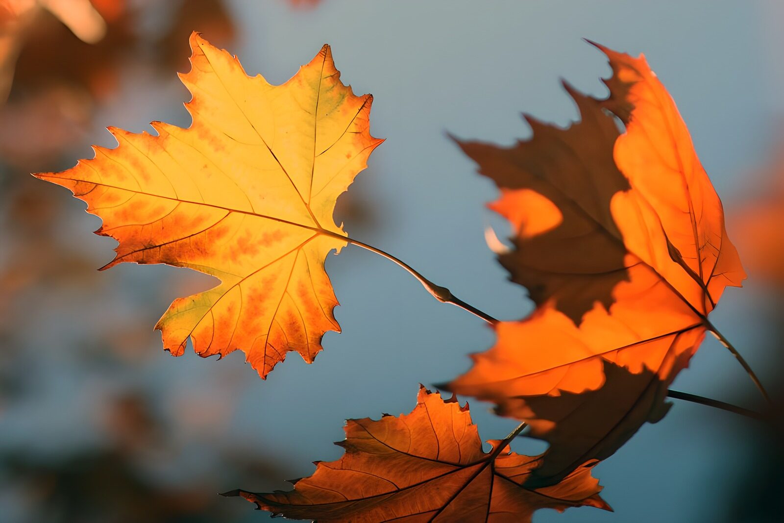 OCCOM2768951: Autumn Leaves in Golden Light