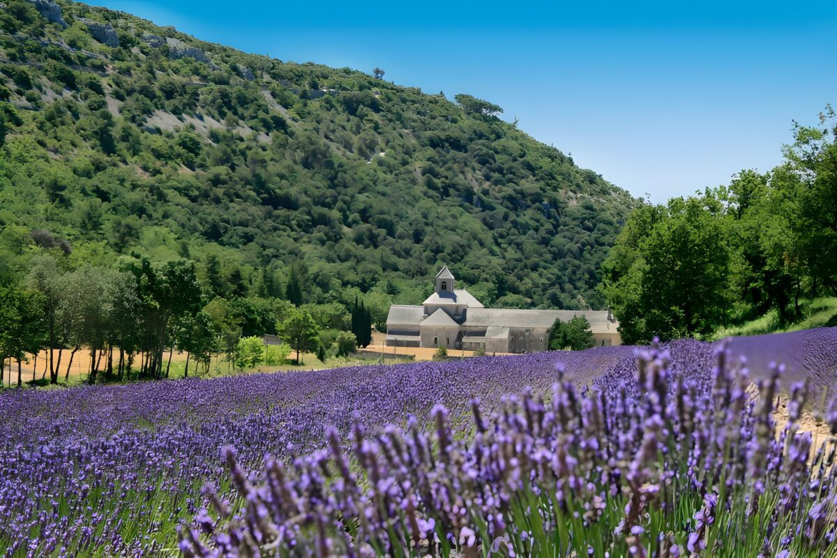 Lavender Fields Near an Old Monastery