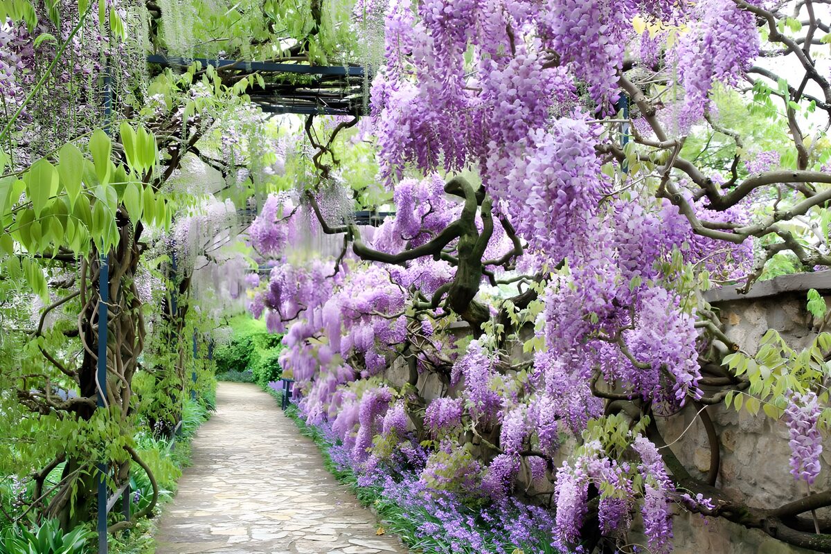 OCCOM2862702: Enchanted Wisteria Pathway