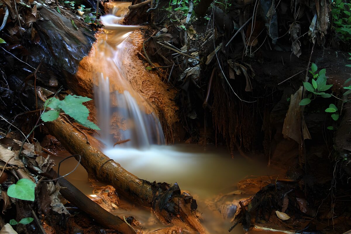 Serene Stream in Lush Forest