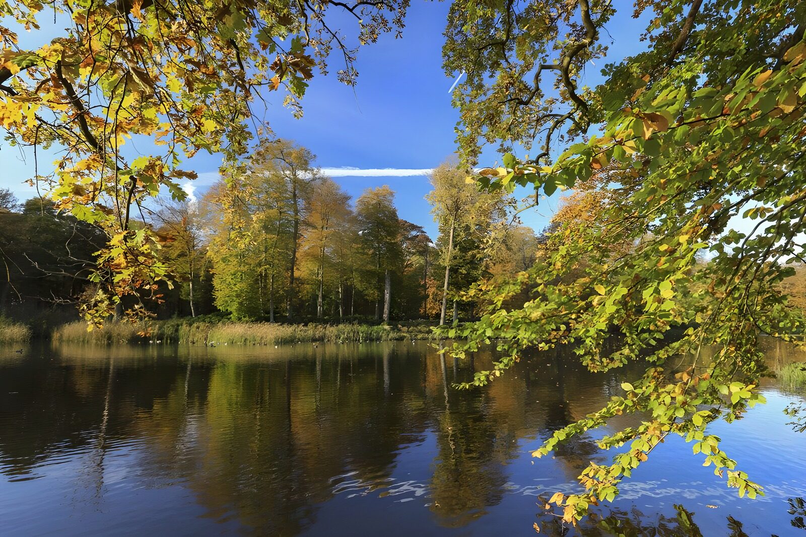OCCOM4438222: Autumn Reflections in Tranquil Waters