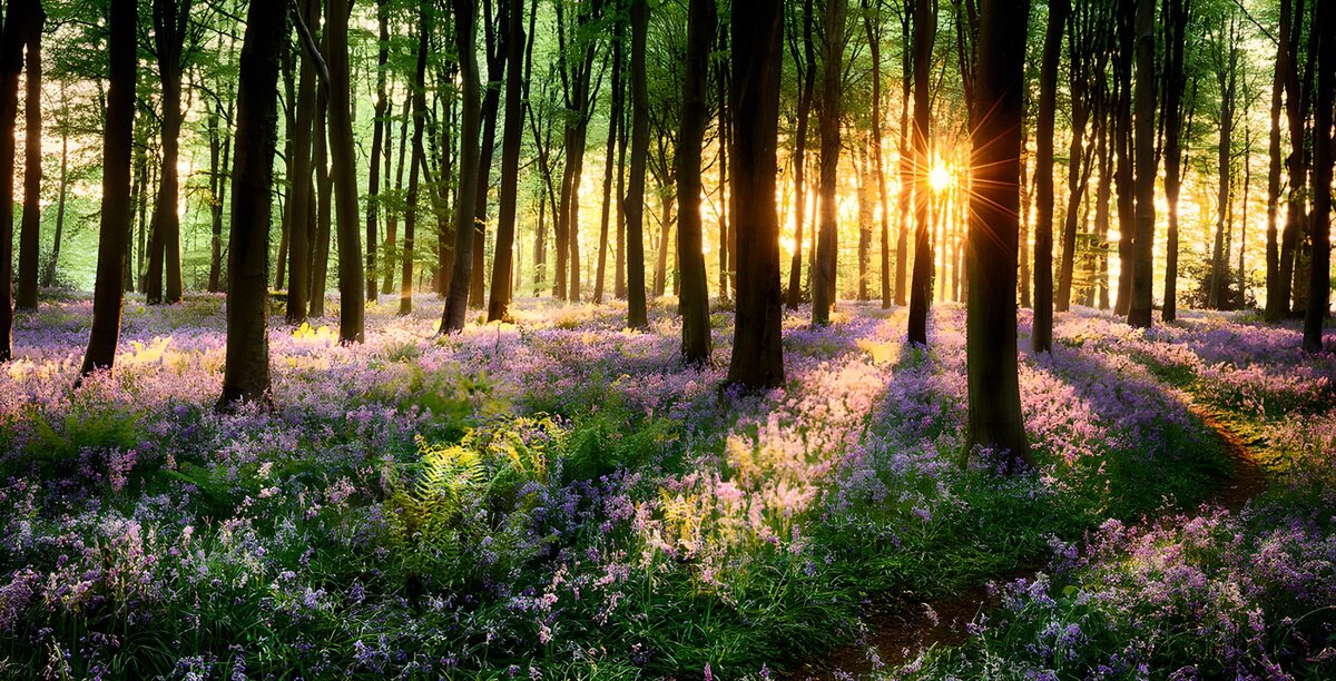 Enchanted Bluebell Forest at Dusk