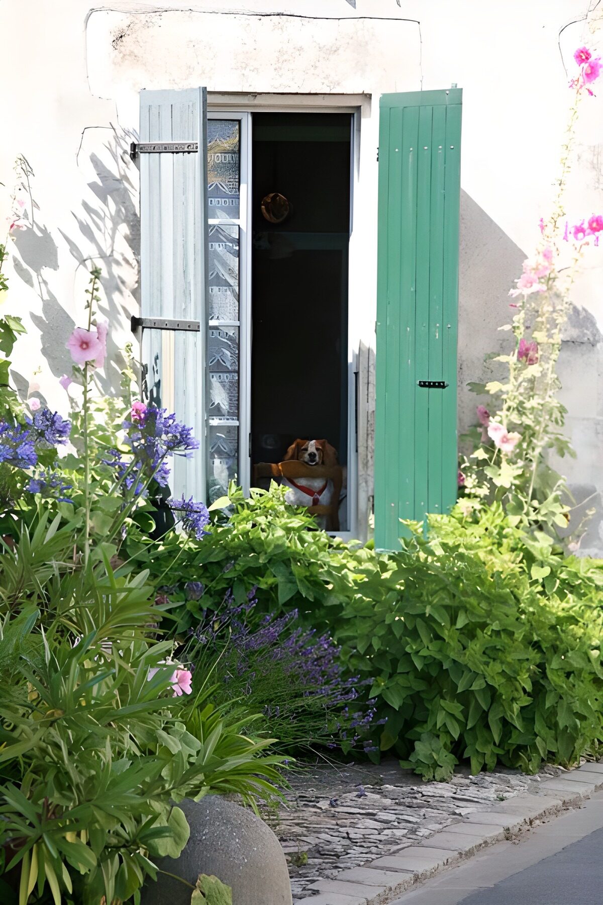 OCCOM8325663: Curious Canine at the Window
