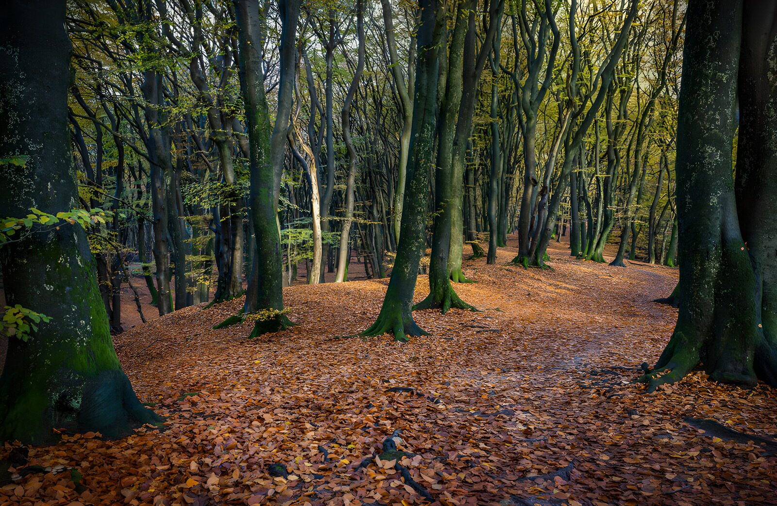 OCCOM1513941: Tranquil Autumn Forest Path