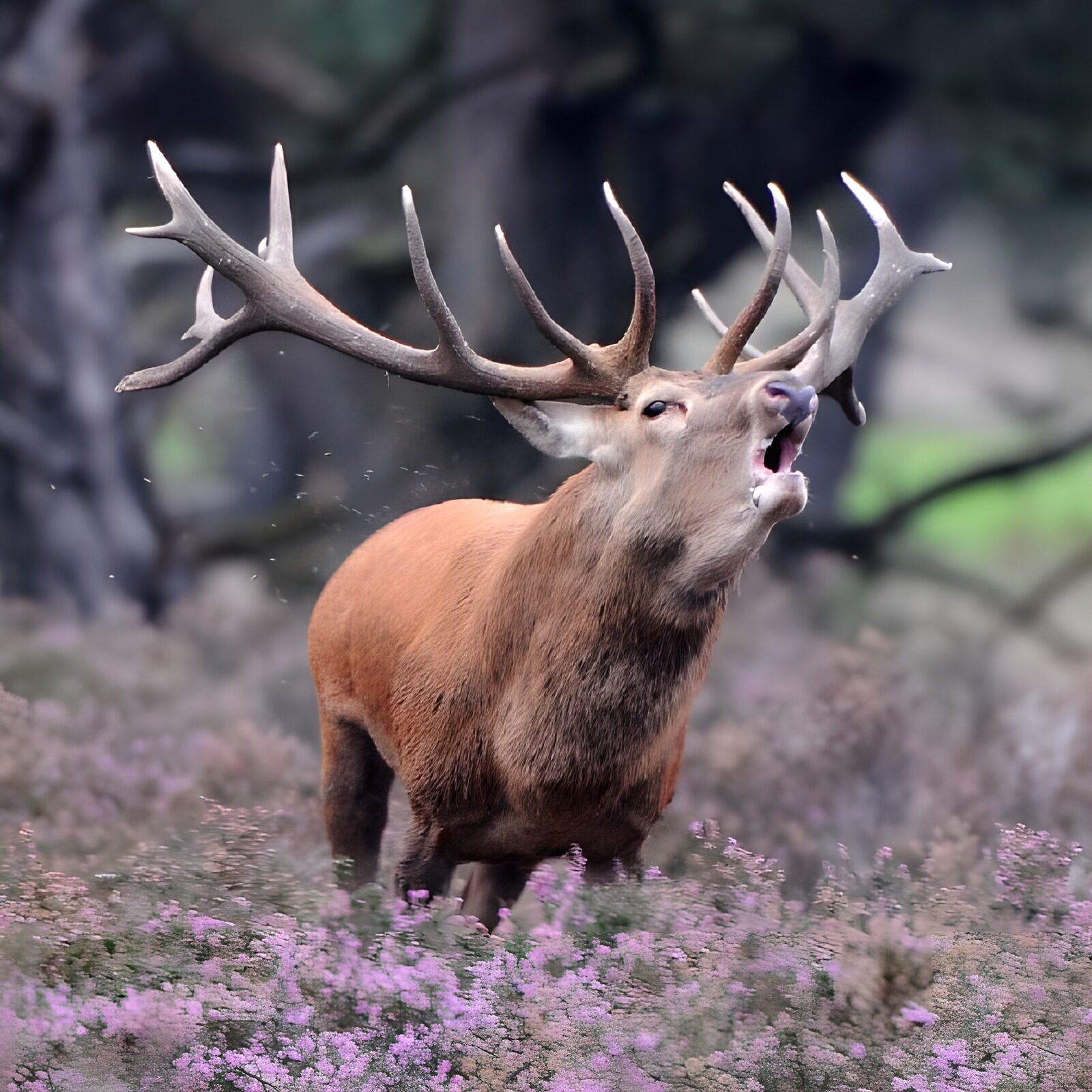 OCCOM8131352: Majestic Stag Calling in the Wild