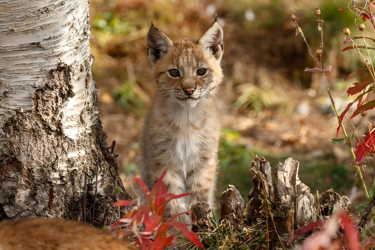 Adorable Lynx Kitten in Nature
