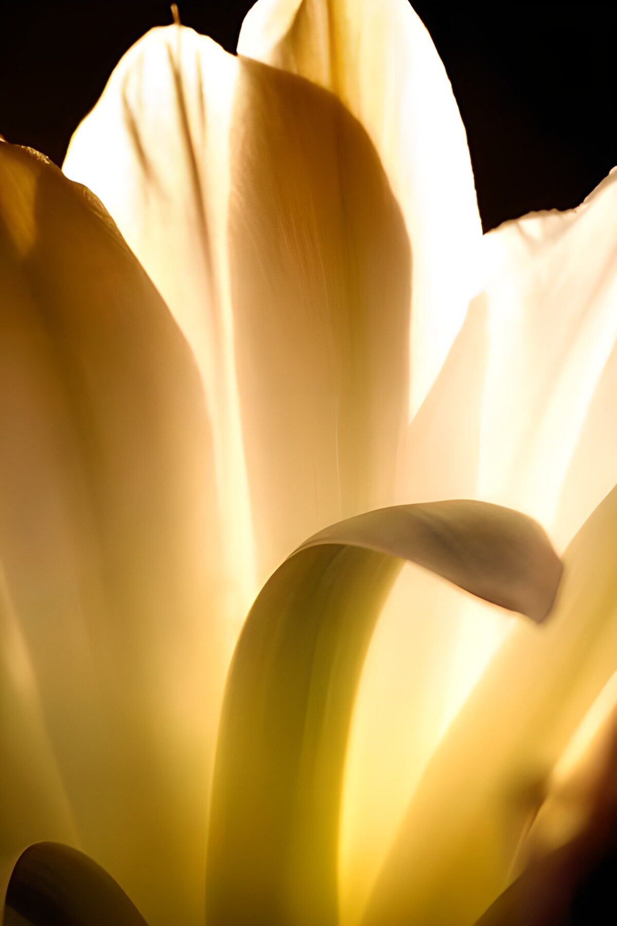 OCCOM5511912: Ethereal Glow of a Flower Petal