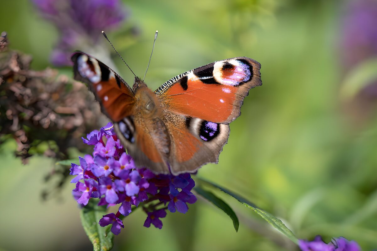 Colorful Butterfly on Blooming Flower