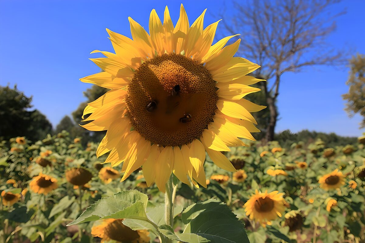 Vibrant Sunflower with Busy Bees
