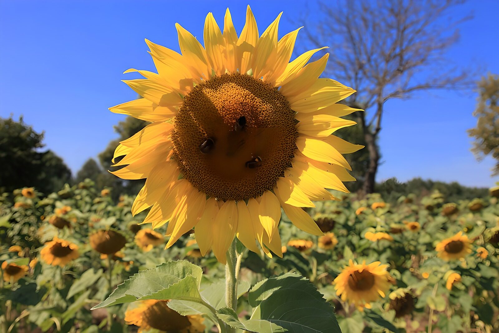 OCCOM4084873: Vibrant Sunflower with Busy Bees