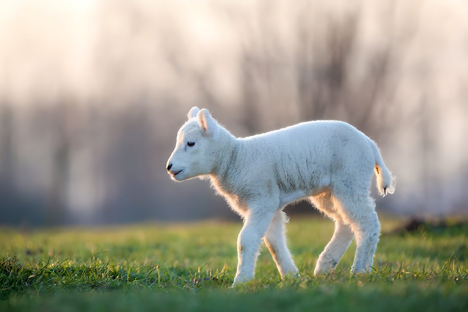 OCCOM9854234: Playful Lamb in the Meadow