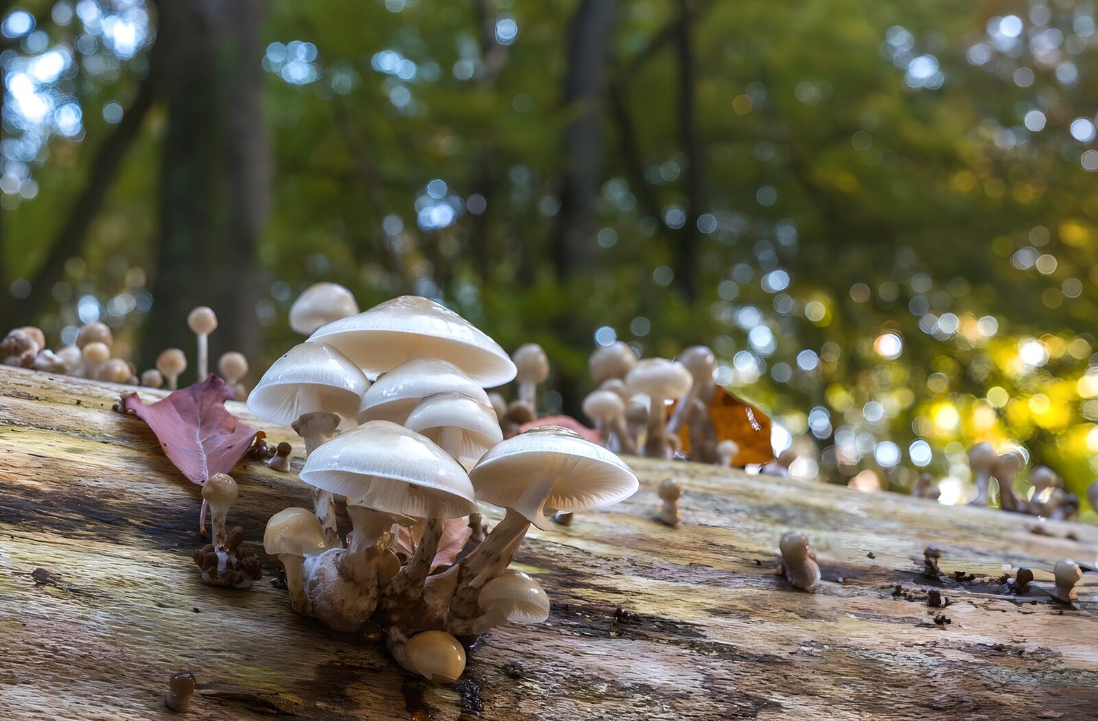 OCCOM9042973: Enchanted Forest Mushrooms