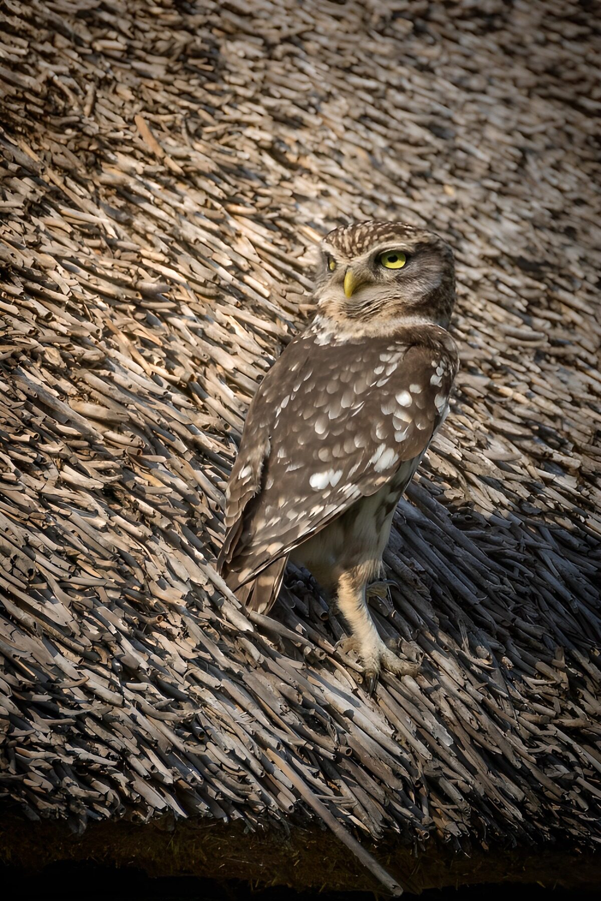 Little Owl on Thatched Roof