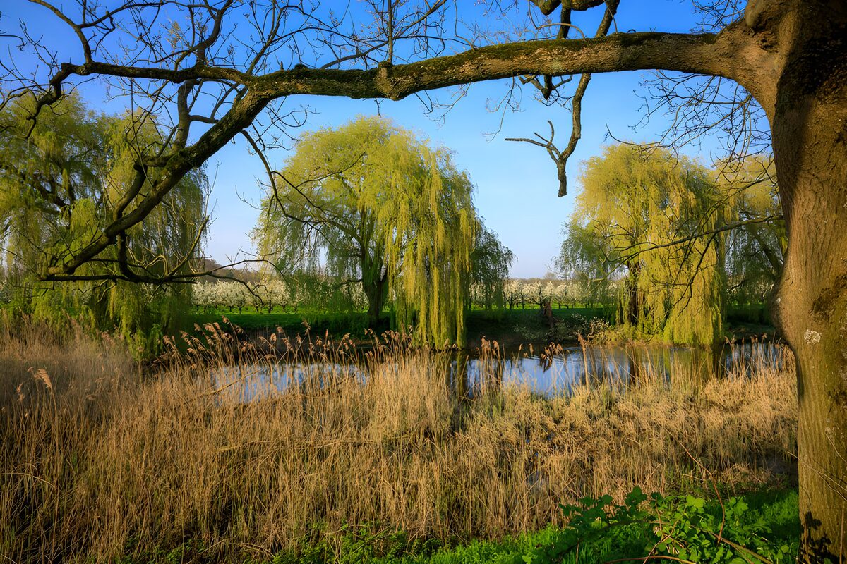 OCCOM5696314: Tranquil Riverside with Willow Trees