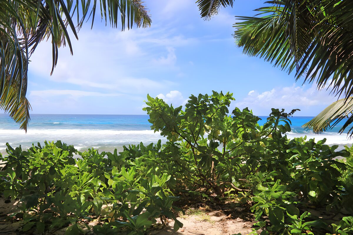 OCCOM4969500: Tropical Paradise by the Sea