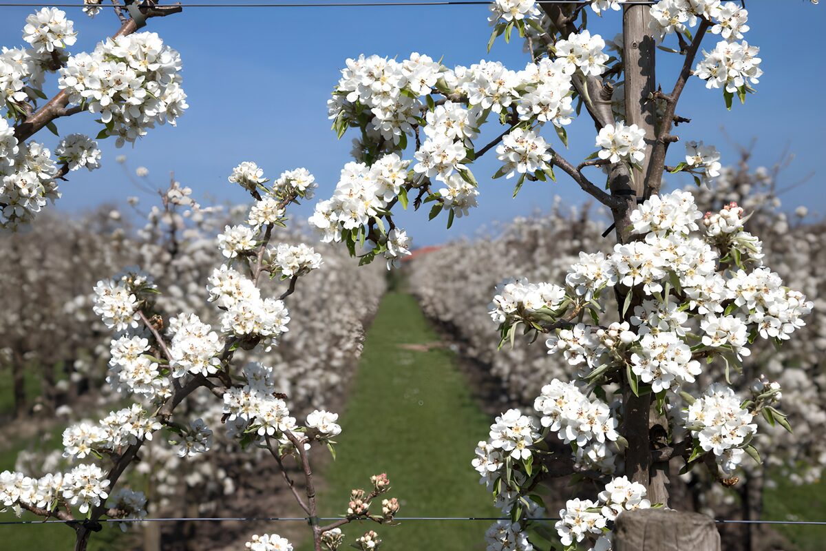 Blossoming Pear Orchard in Spring
