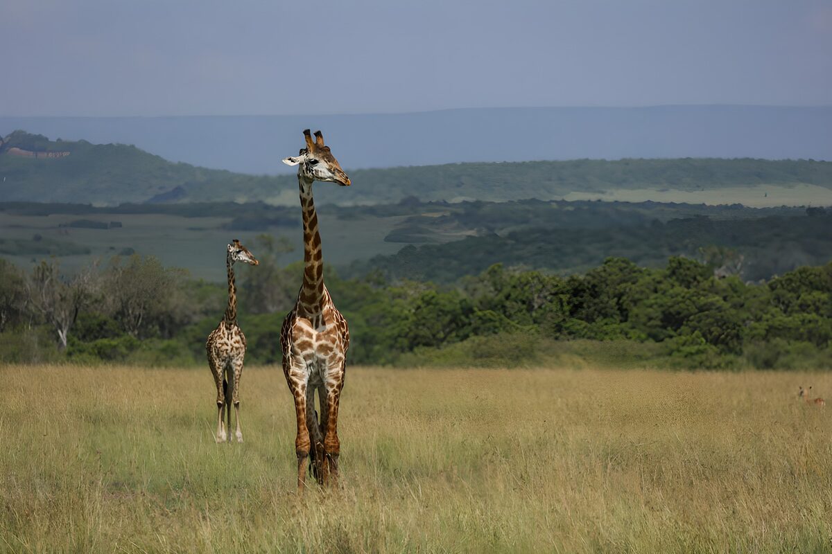 Majestic Giraffes in the Savanna