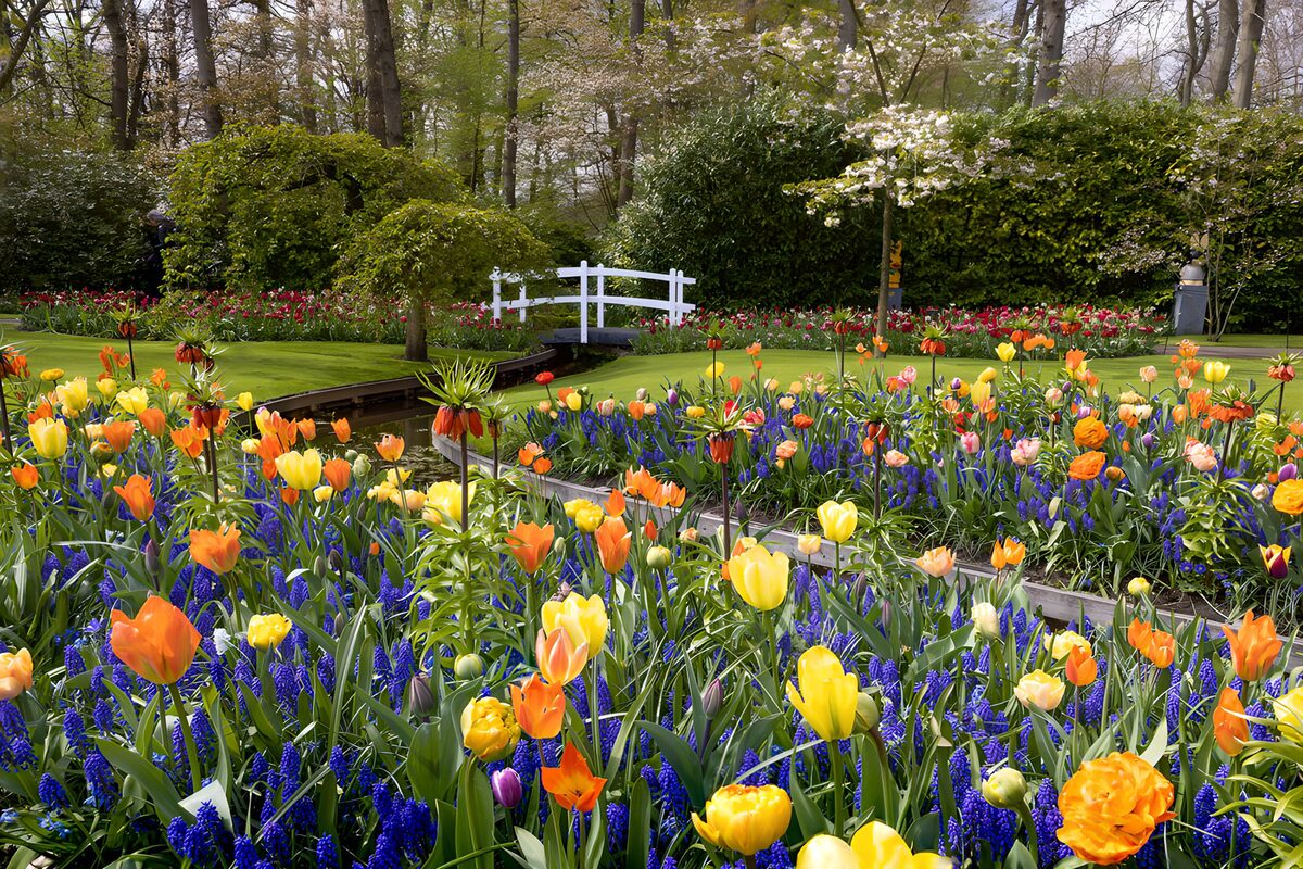 OCCOM7393952: Colorful Tulip Garden in Spring