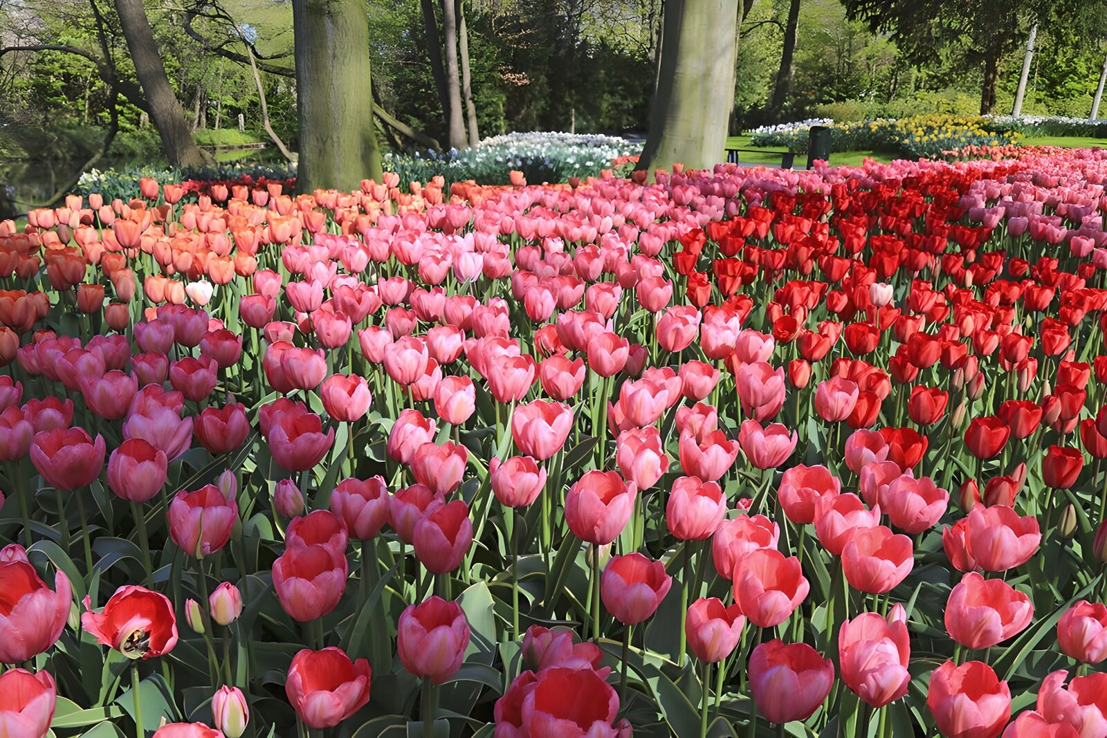 OCCOM5486564: Vibrant Tulip Garden in Spring