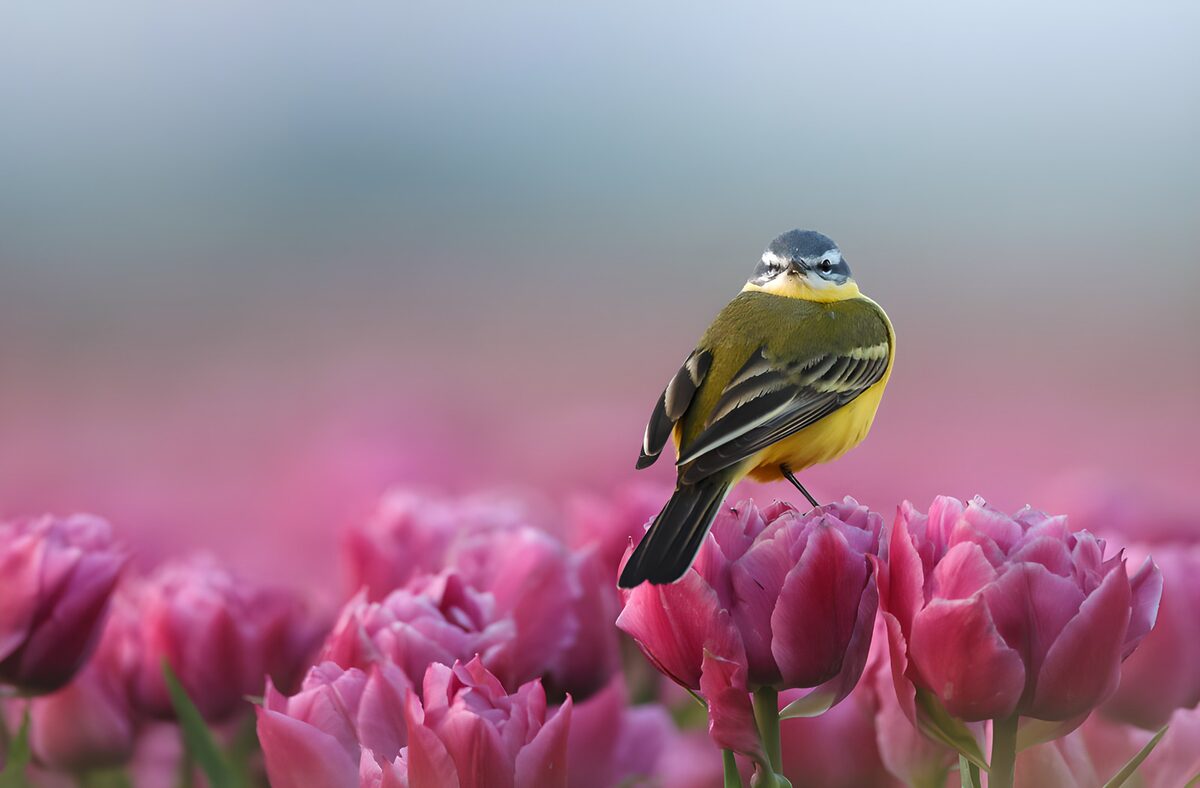 Bird Among Tulips